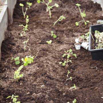 Gardening Tips For Beginners | Guest Post from The Grant Life on MealPlanningMagic.com