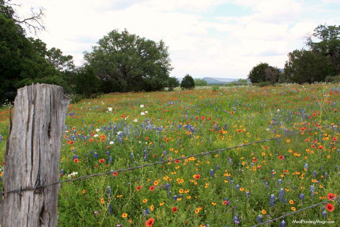 mini-quiche-wildflowers